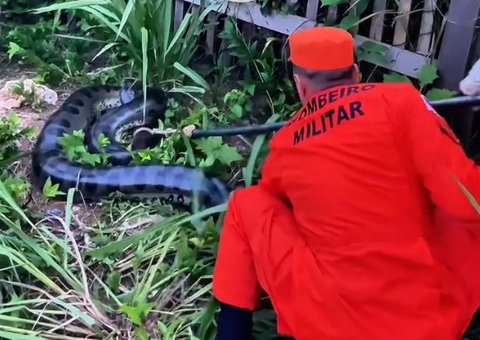 Vídeo: Sucuri de 3,5 metros é capturada em quintal de casa em Humaitá