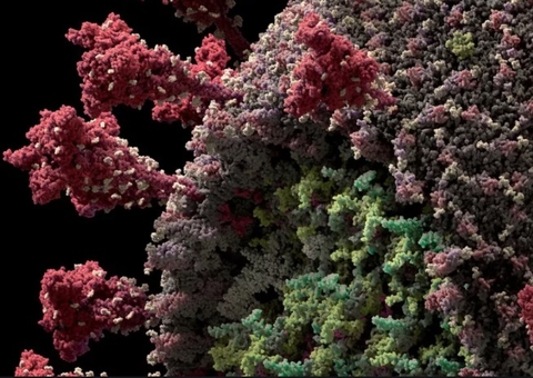 Variante brasileira faz explodir intubações de jovens em São Paulo 