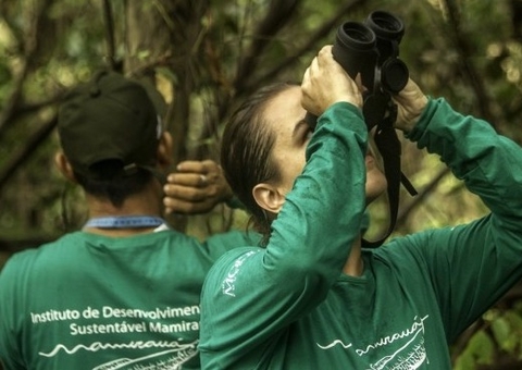 Instituto Mamirauá abre inscrições para bolsa de pesquisa na Amazônia