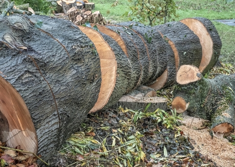 Banco francês não irá mais financiar empresas que usam terras desmatadas 