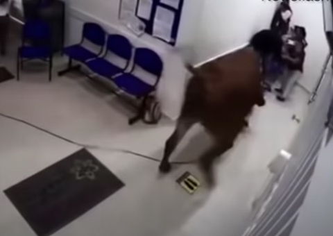 Vídeo: Vaca furiosa invade hospital e ataca pacientes 