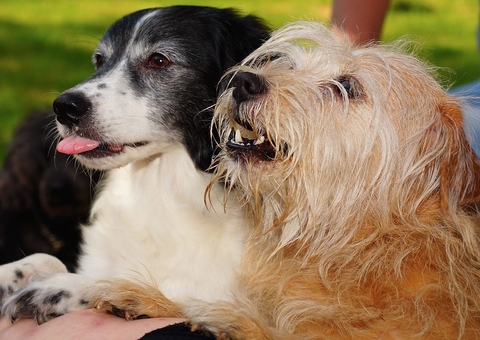 Rússia registra primeira vacina contra covid-19 para animais 