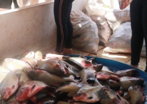 Semana Santa: Itacoatiara recebe doação de 10 toneladas de Tambaqui