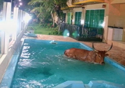 Perseguido por grupo de pessoas, Boi invade pousada e cai em piscina