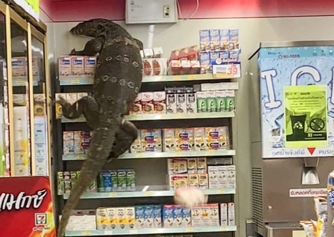 Vídeo: Lagarto venenoso gigante invade supermercado e aterroriza clientes