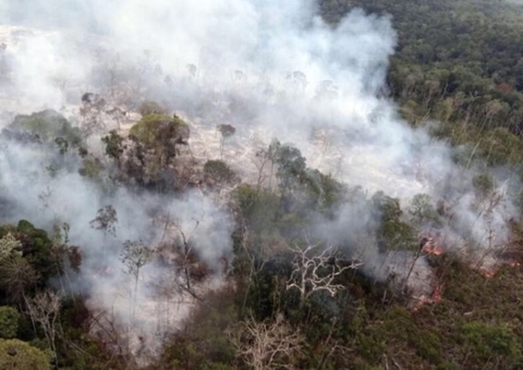 Amazonas tem redução de 12% em alertas de desmatamento 