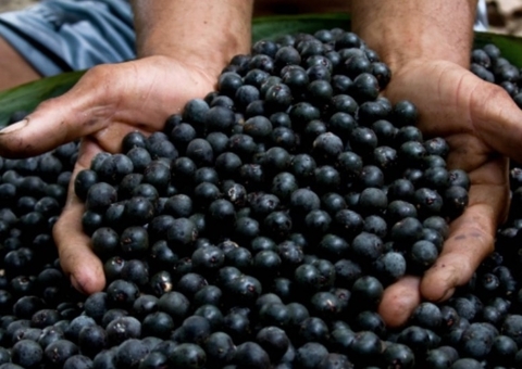 Chega a 5 casos confirmados de Doença de Chagas no Amazonas 