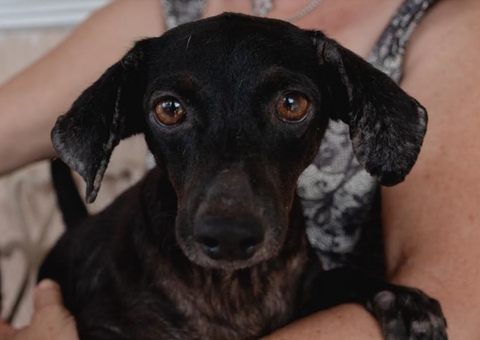 Castração em cães e gatos é essencial para evitar abandonos