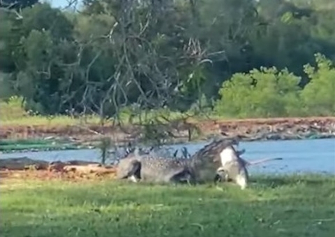 Crocodilo é flagrado dilacerando caça em campo de golfe; veja vídeo