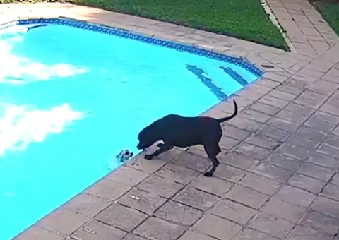 Cachorro salva o amigo de se afogar em uma piscina 