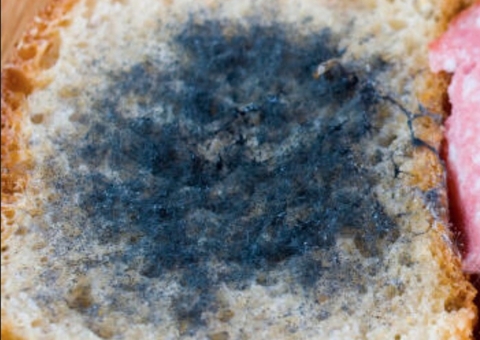 Menina morta pela madrasta e a mãe era obrigada a ingerir comida estragada