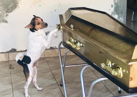 Cachorro chora ao lado do caixão da dona em velório e comove web