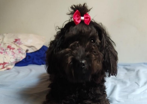 Família pede ajuda para encontrar Flora, cadela desaparecida