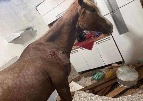 Cavalo cai de telhado e assusta família em Presidente Prudente