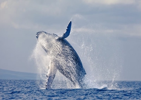 Cientistas estudam o que levou mamíferos a voltar a viver nas águas