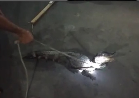 Jacaré é flagrado em passeio de moto em Manaus; veja vídeo