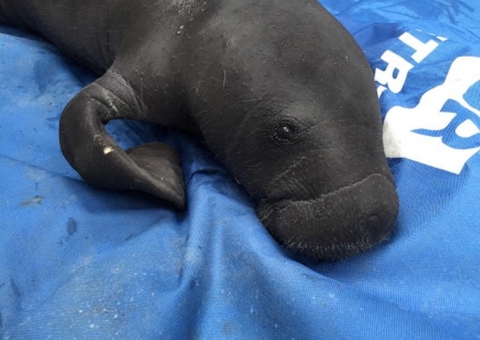 Filhote de peixe-boi é resgatado de área de caça no Amazonas