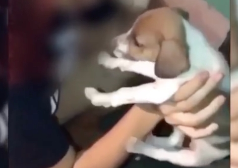 Influencer investigada por soprar fumaça de maconha na boca de cachorro