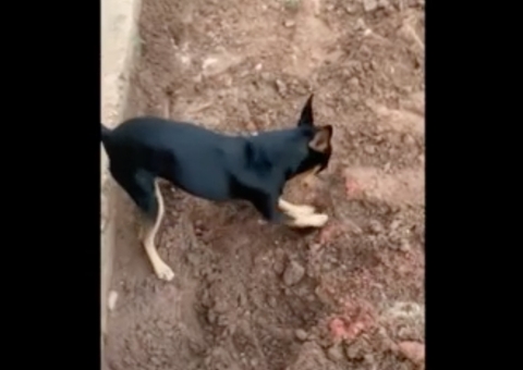 Vídeo: Pinscher de traficante mostra a policiais local de droga enterrada