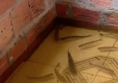 Peixes invadem casa de Manaus atingida pela cheia do Rio Negro