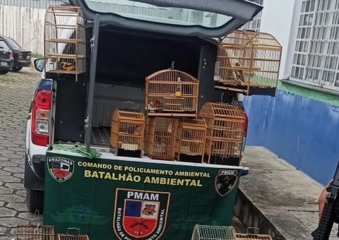 Pássaros silvestres são resgatados de cativeiro em Manaus
