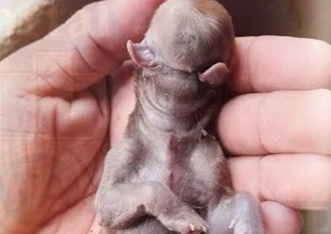 Filhote de cachorro nasce sem focinho e com duas línguas