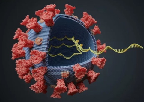 Variante Delta: Brasil tem 27 casos registrados em 7 estados 