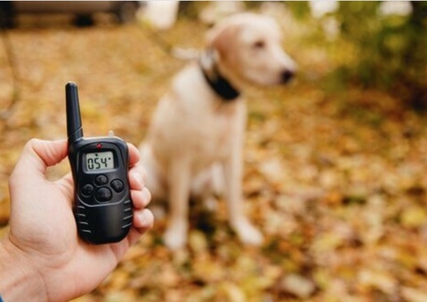 Lei que proíbe uso e venda de coleira de choque no Amazonas é sancionada
