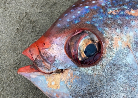 Peixe raro tropical de 45 kg surge na costa de Oregon 