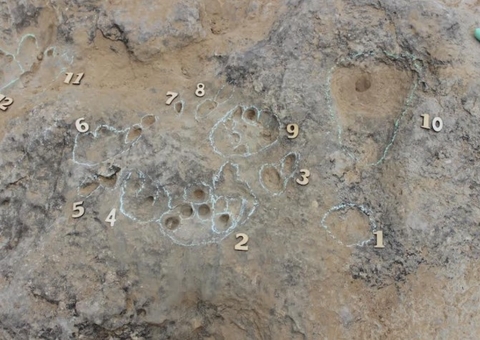 Pegadas de crocodilomorfos com 129 milhões de anos intrigam cientistas 