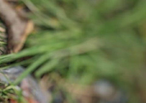 Perna humana é achada um dia após moradores encontraram tronco e cabeça em Manaus