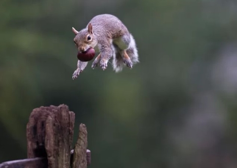  Esquilos fazendo acrobacias viralizam na internet; veja vídeo
