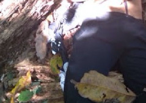 Corpo é encontrado em área de mata em Iranduba 