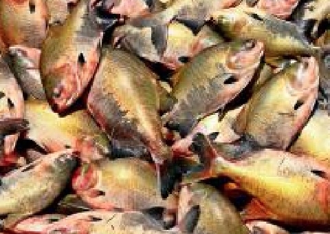 Especialistas afirmam que peixes de viveiro são seguros após rabdomiólise