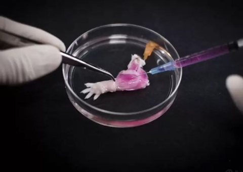  Experiência inédita em laboratório consegue produzir um membro completo