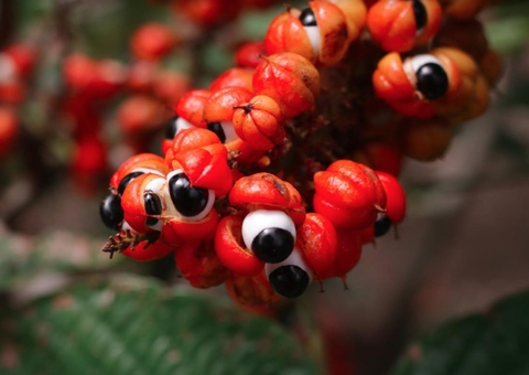 Projetos de bioeconomia amazônica podem concorrer a prêmio de até R$ 30 mil
