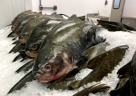 Nutricionista lista benefícios do consumo de peixes para a saúde