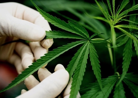 Canabidiol será testado contra 'covid longa'