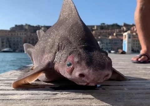 Tubarão bizarro com ‘cara de porco’ é encontrado na Itália; veja fotos