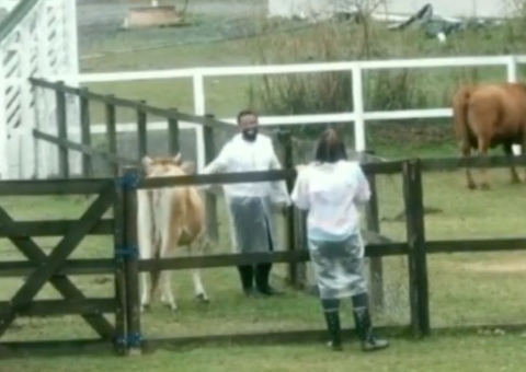 A Fazenda 13: Vaca ‘monta’ em Nego do Borel e cena bomba na internet