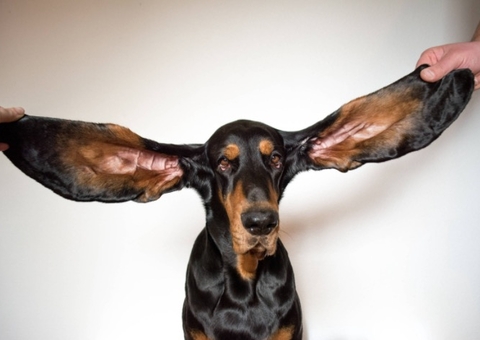 Guiness reconhece cão com maiores orelhas do mundo