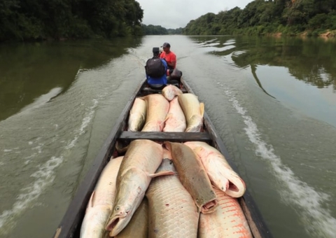 Temporada de manejo do pirarucu da RDS está aberta no Amazonas