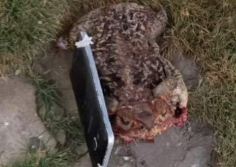 Sapo com celular na boca é jogado para dentro de presídio