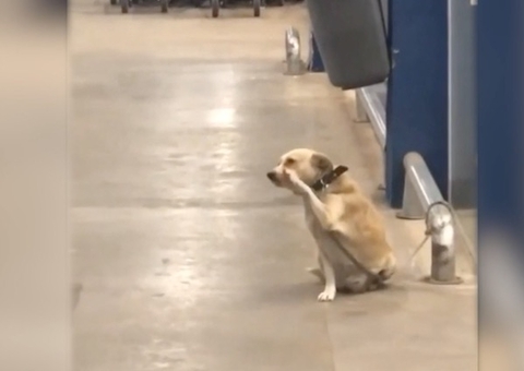 Cachorro viraliza ao ser flagrado cumprimentando pessoas; Veja vídeo