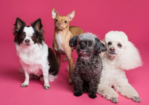 Dia Mundial Contra a Raiva: Veterinária fala sobre prevenção nos pets