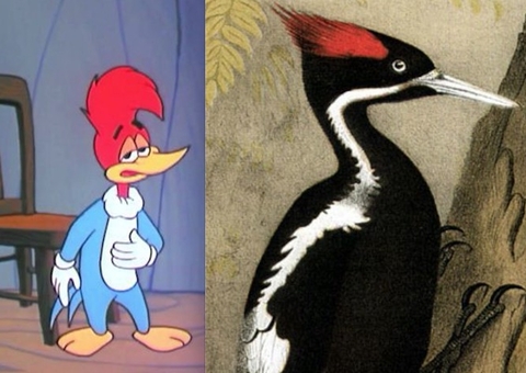 Espécie que inspirou ‘Pica-Pau’ será declarada extinta