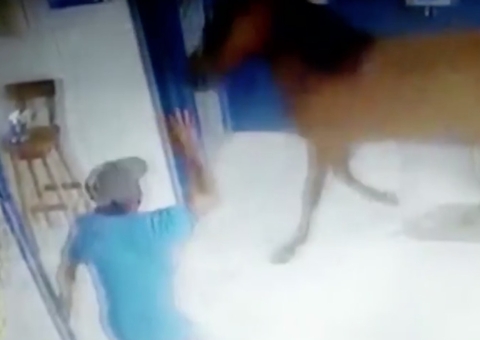 Vídeo: Cavalos invadem loteria e assustam clientes no Amazonas