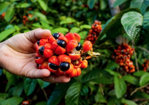 Guaraná e açaí atuam na reversão do envelhecimento da pele, aponta pesquisa