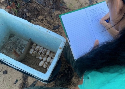 RDS monitora ovos de quelônios para nascimentos seguros no Amazonas