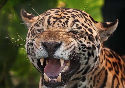 Governo cria programa de resgate da fauna silvestre